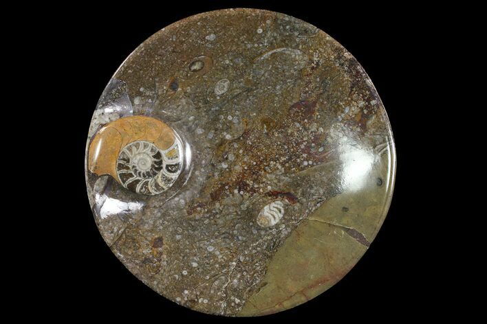 Round Fossil Goniatite Dish #74012